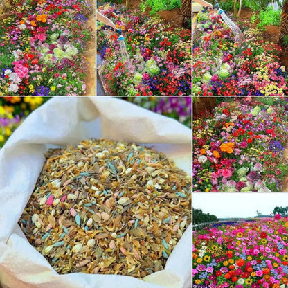 Italian Wild Mix Flower Seeds Pack + Free Plant Growth Booster