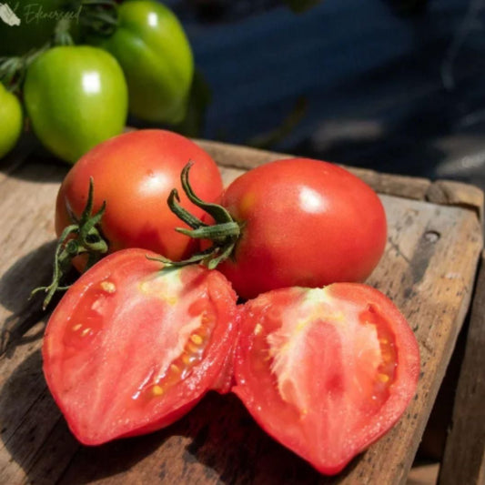 Mango Honey Tomato Seeds