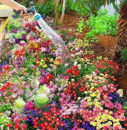 Italian Wild Mix Flower Seeds Pack + Free Plant Growth Booster