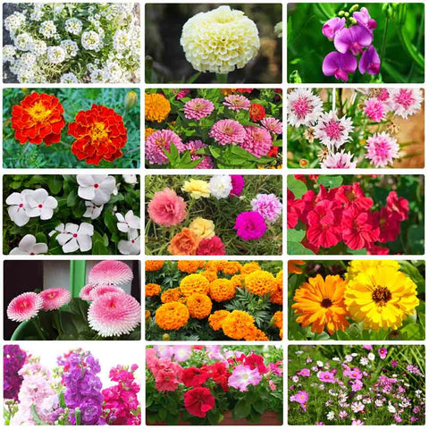 Italian Wild Mix Flower Seeds Pack + Free Plant Growth Booster