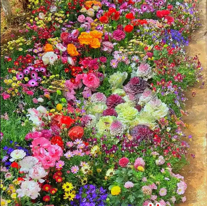 Italian Wild Mix Flower Seeds Pack + Free Plant Growth Booster