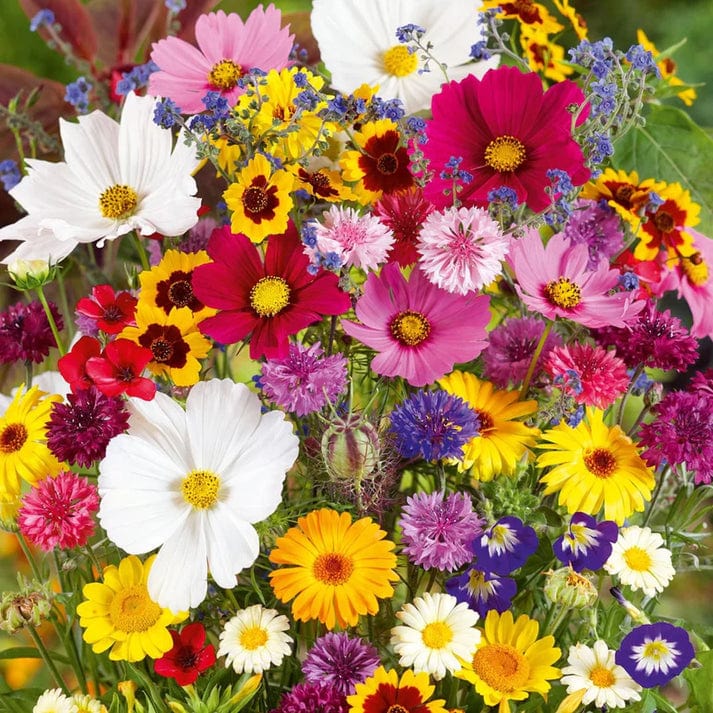 Italian Wild Mix Flower Seeds Pack + Free Plant Growth Booster