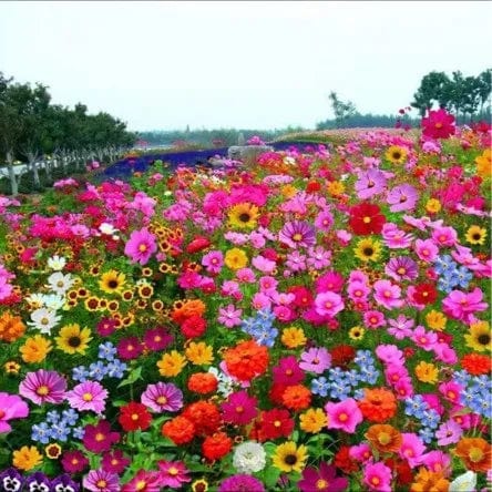 Italian Wild Mix Flower Seeds Pack + Free Plant Growth Booster