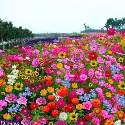 Italian Wild Mix Flower Seeds Pack + Free Plant Growth Booster