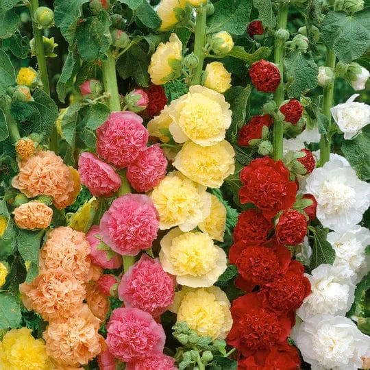 Italian Wild Mix Flower Seeds Pack + Free Plant Growth Booster