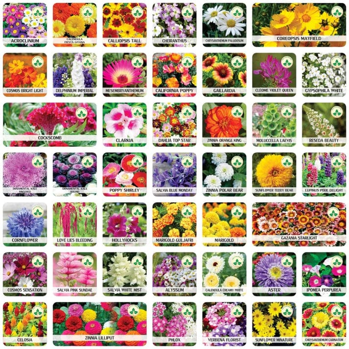 Italian Wild Mix Flower Seeds Pack + Free Plant Growth Booster